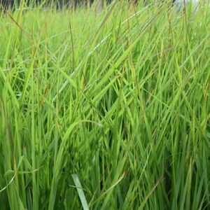 Calamagrostis × acutiflora 'Karl Foerster' ---